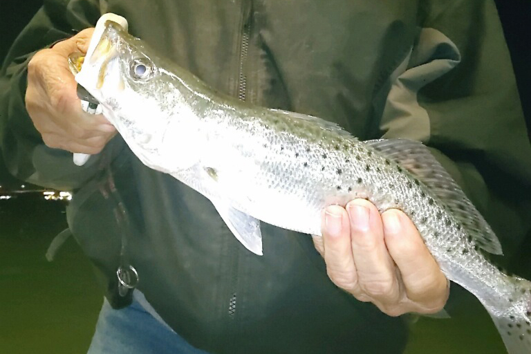 INSHORE - trout (8)