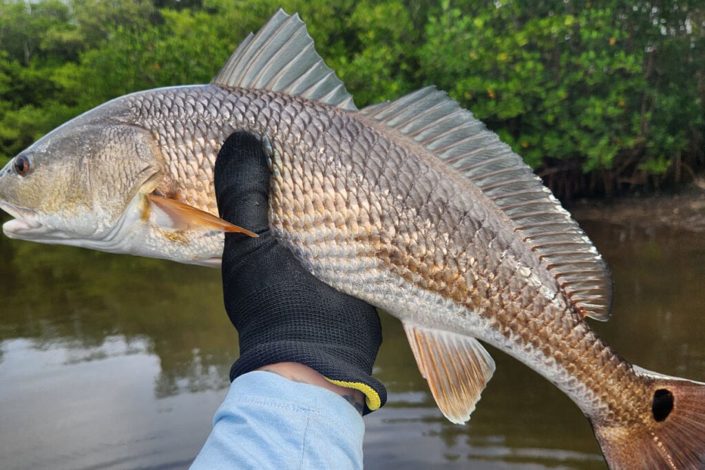 INSHORE - Redfish -3