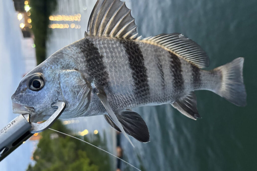 INSHORE - Sheepshead