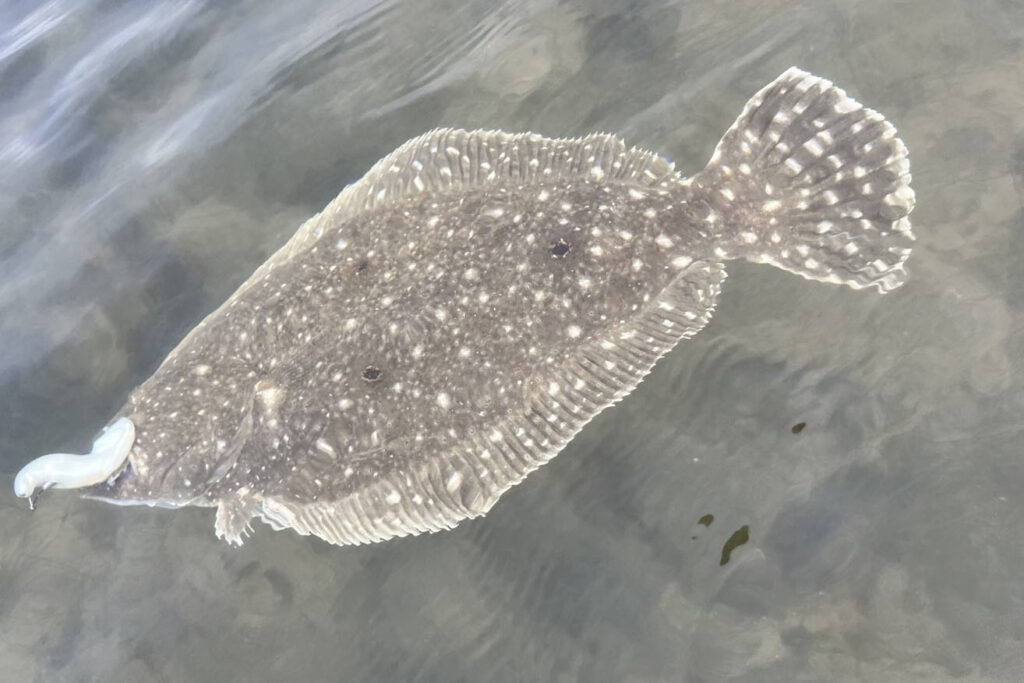 INSHORE - flounder