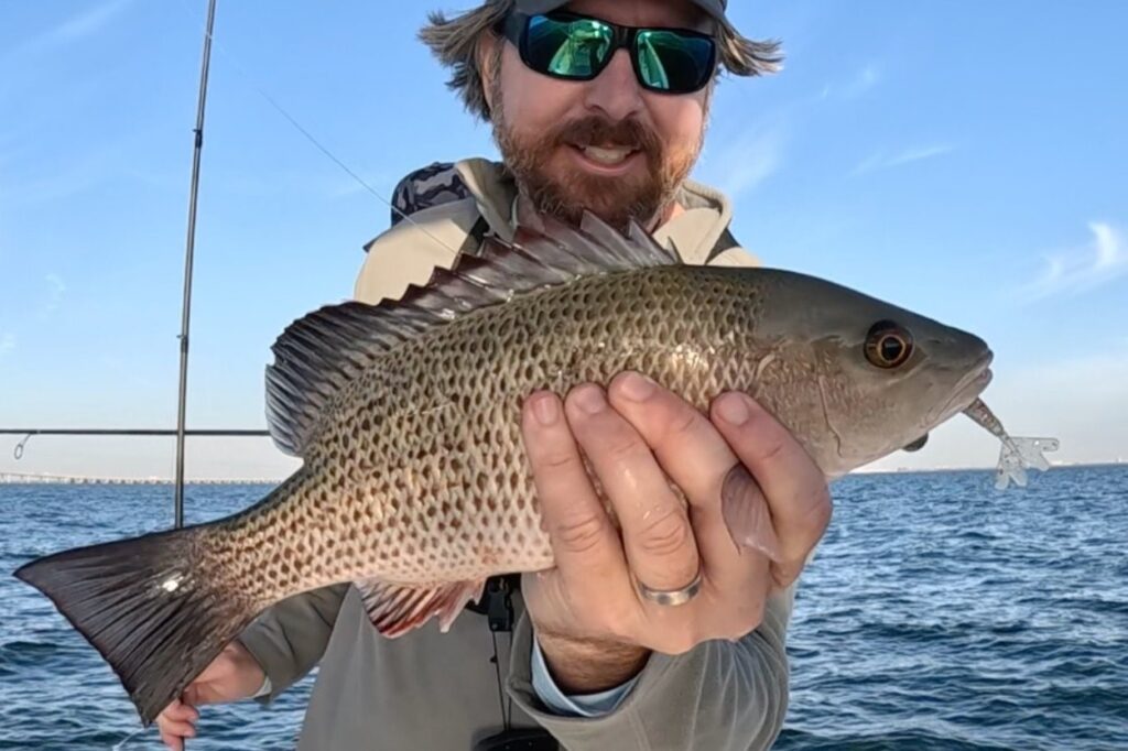 INSHORE - mangrove snapper (1)