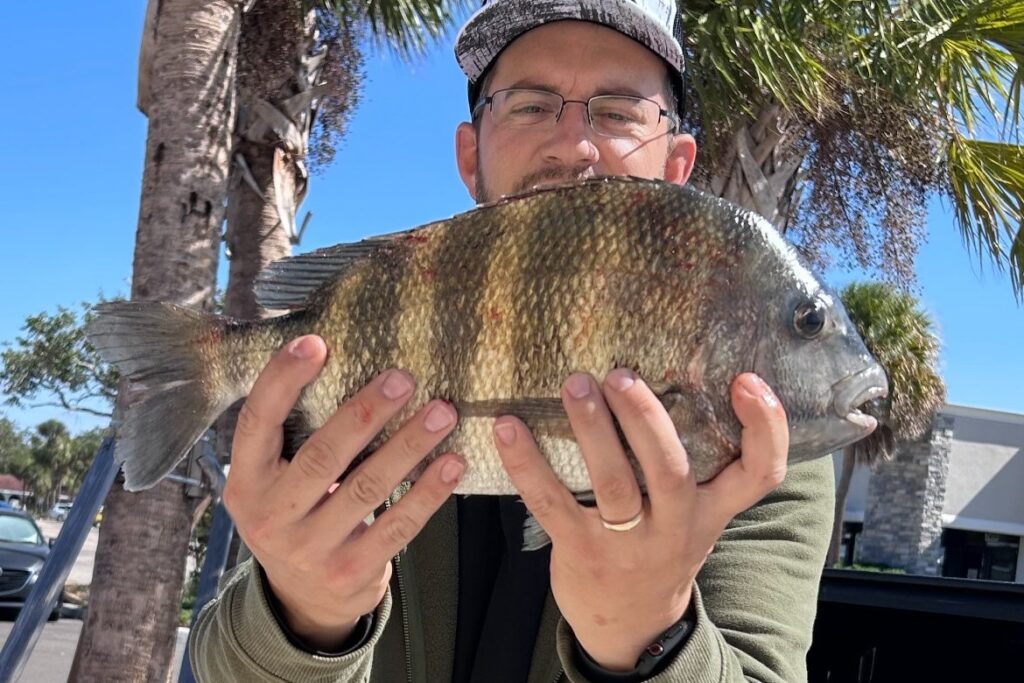 INSHORE - sheepshead