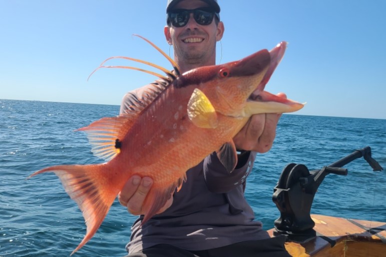 NEAR SHORE - hogfish (3)