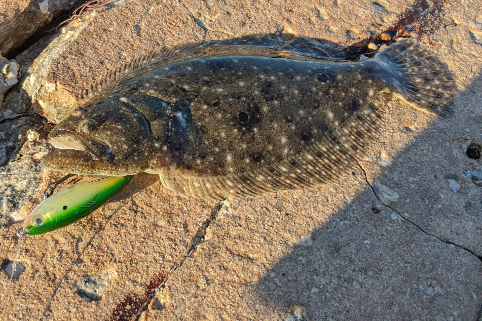 INSHORE-flounder