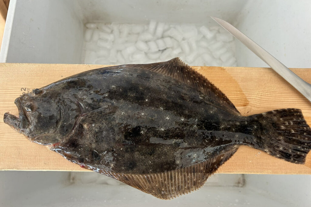 INSHORE-flounder