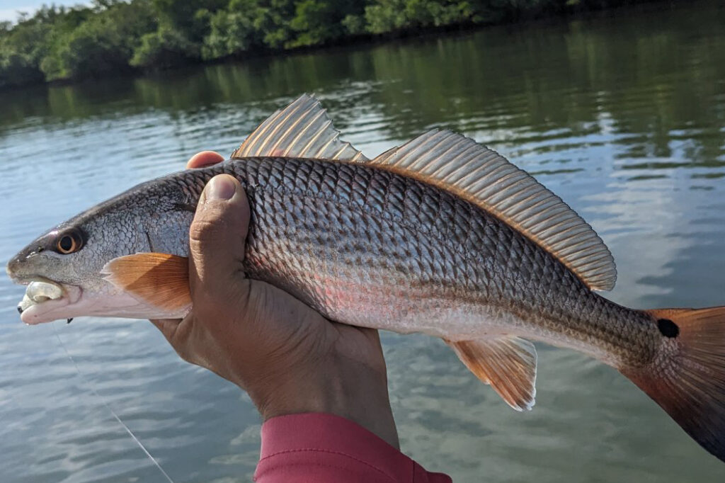 INSHORE-redfish (13)