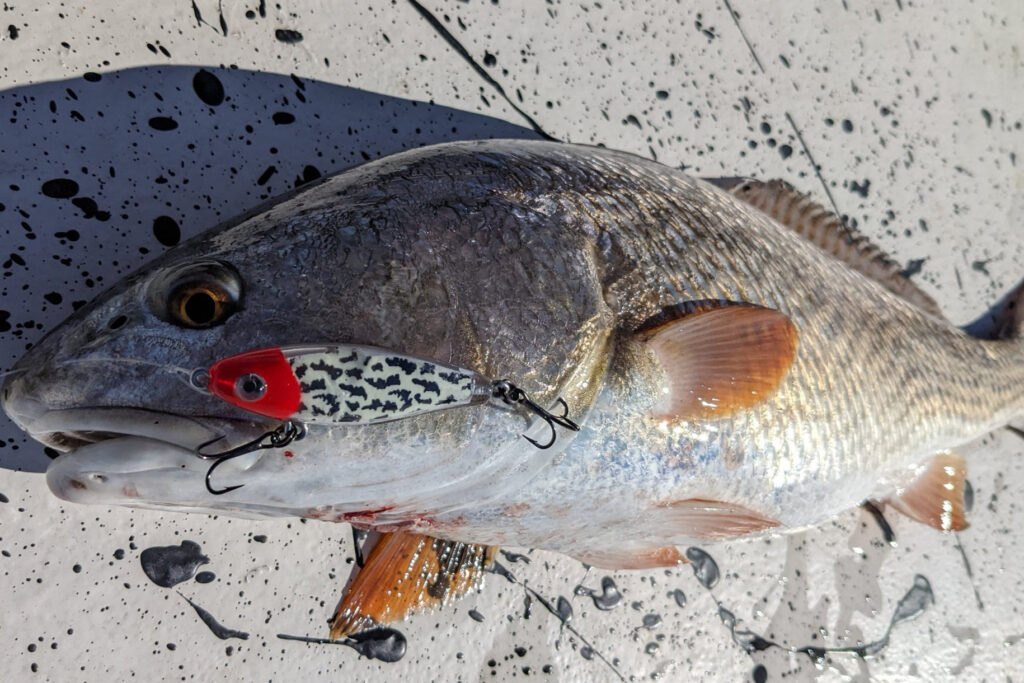 INSHORE-redfish2