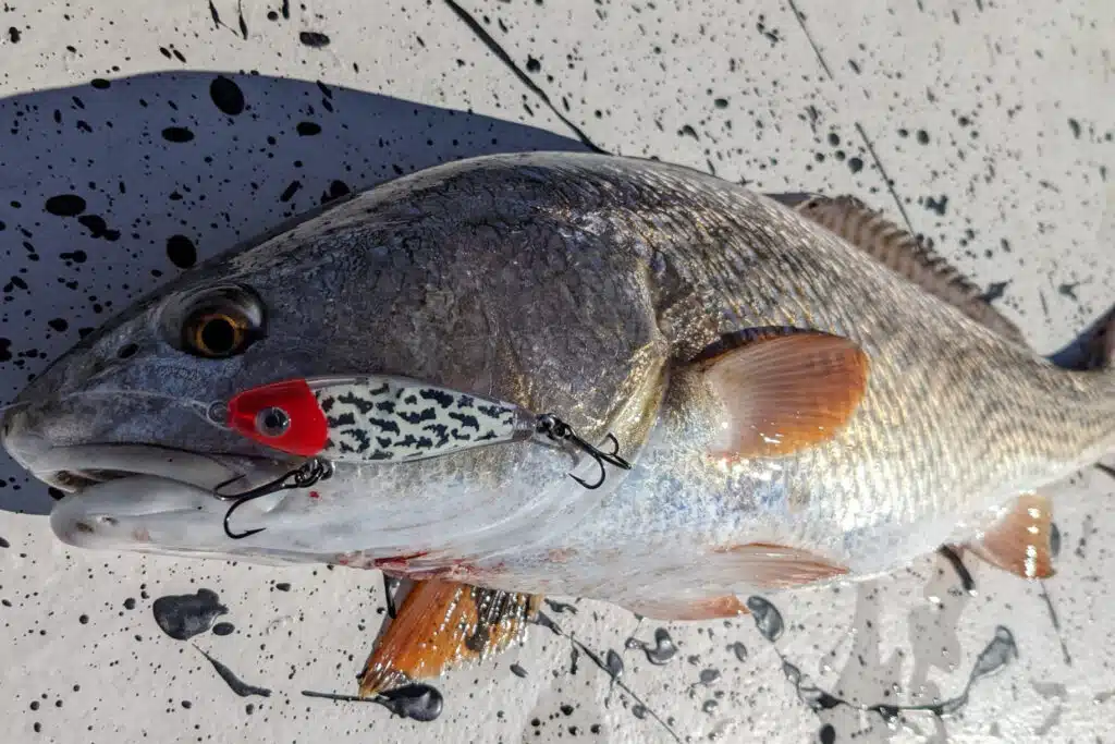 INSHORE-redfish2