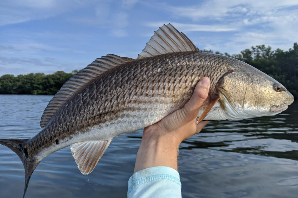 INSHORE-redfish3