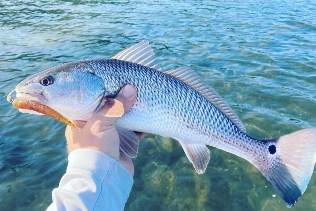 INSHORE-redfish3