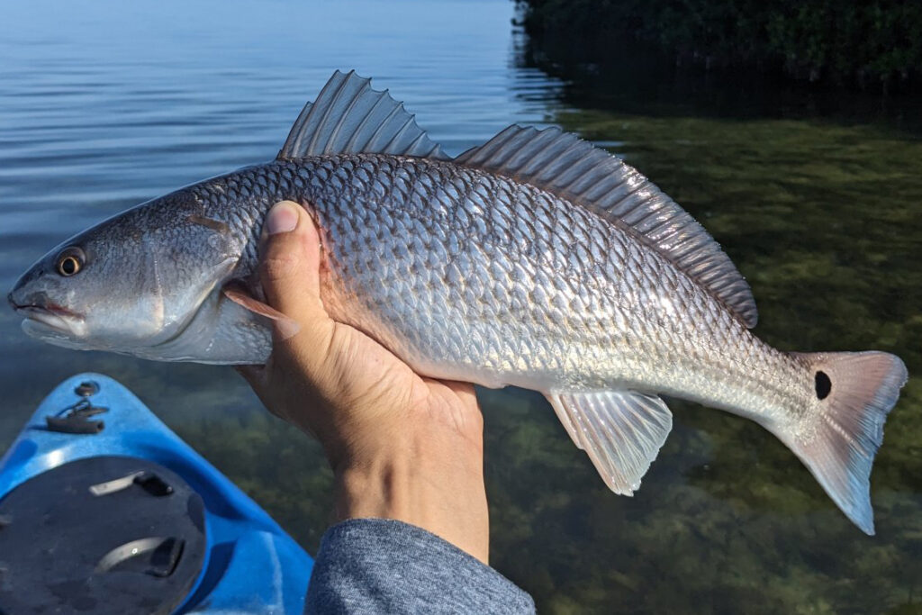 INSHORE-redfish8