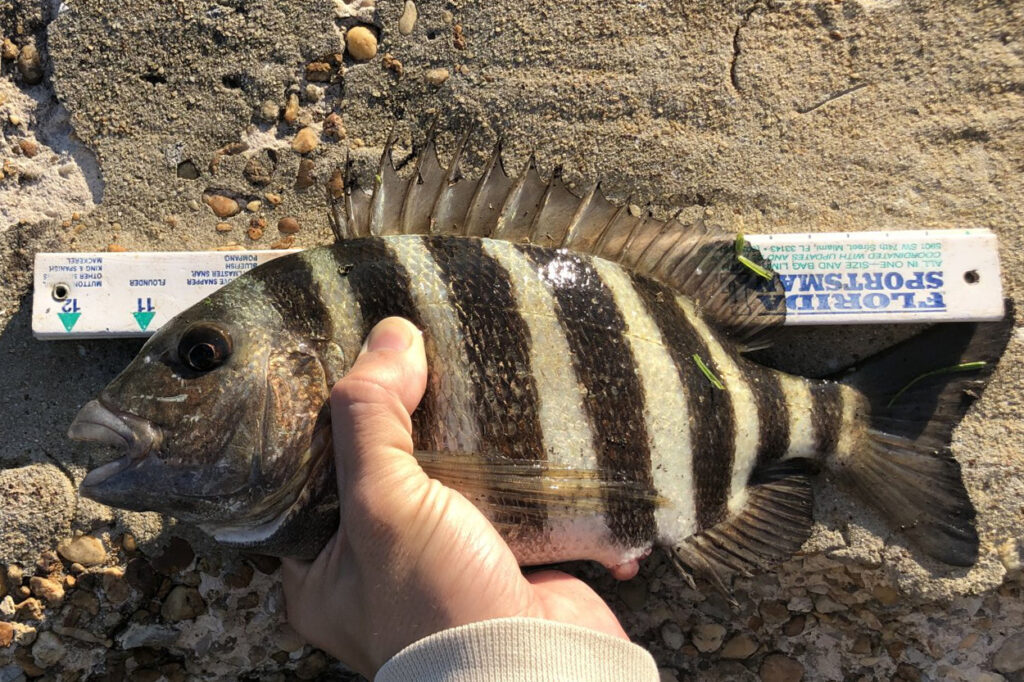 INSHORE-sheepshead