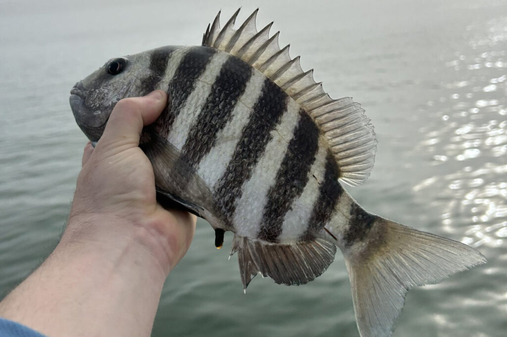 INSHORE-sheepshead (1)