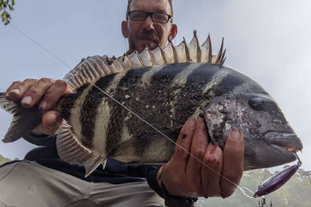 INSHORE-sheepshead3