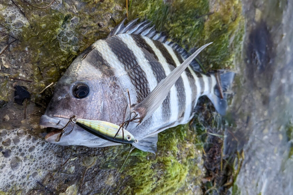 INSHORE-sheepshead4