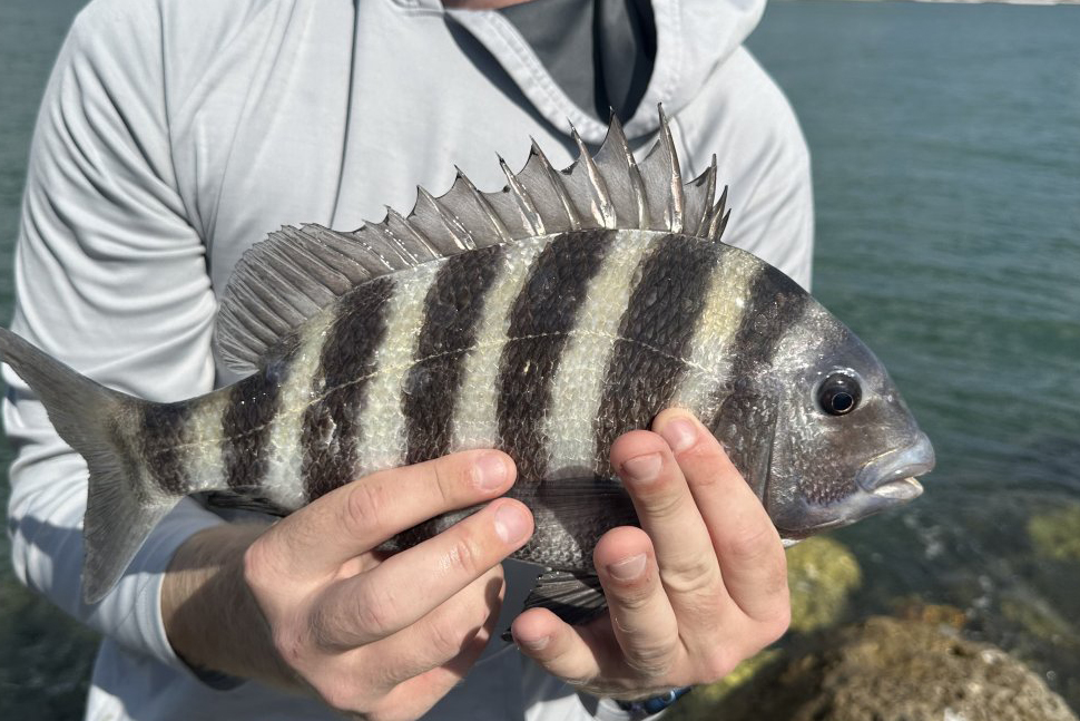 INSHORE-sheepshead4