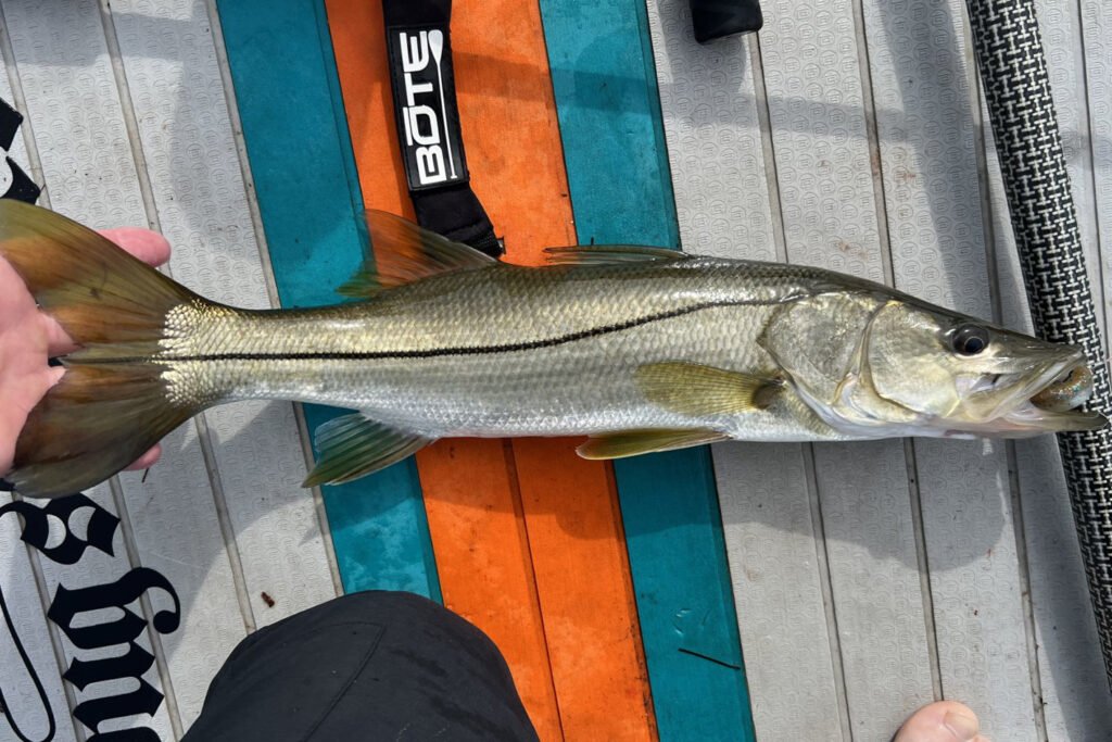 INSHORE-snook (1)