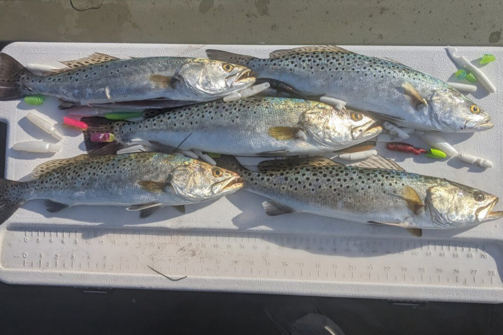 INSHORE - trout