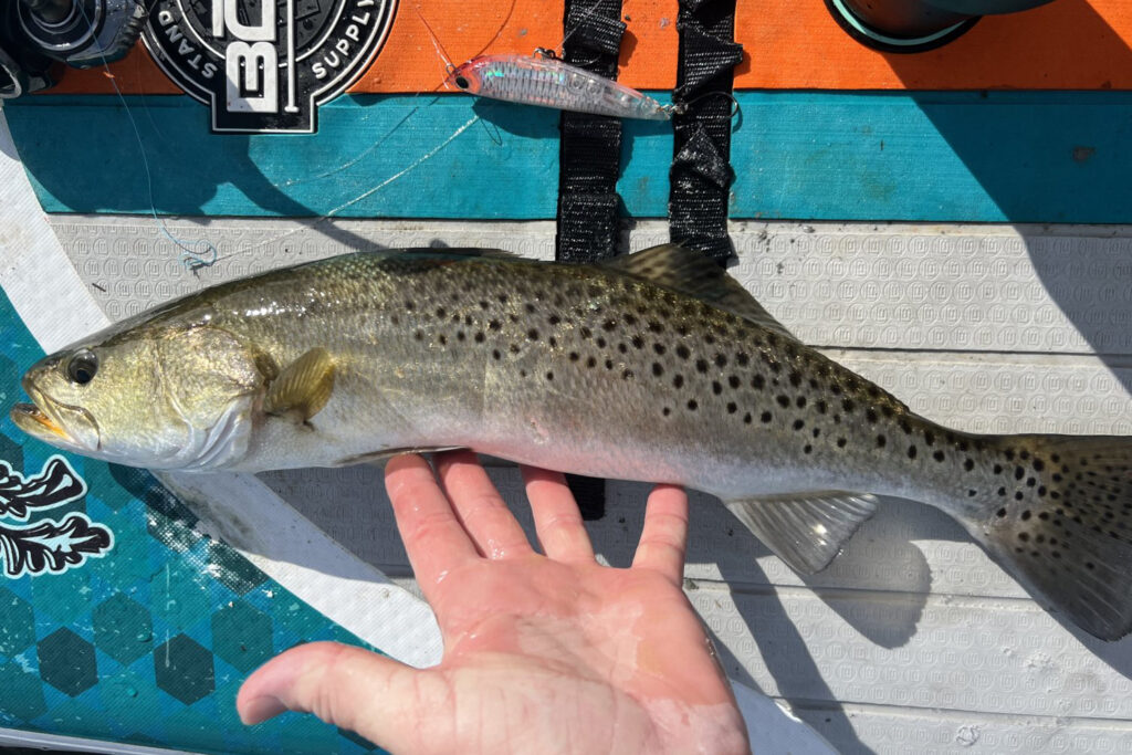 INSHORE-trout (6)