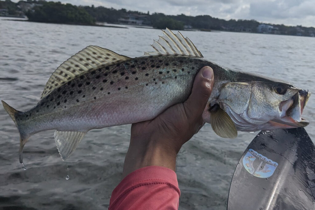 INSHORE-trout (7)