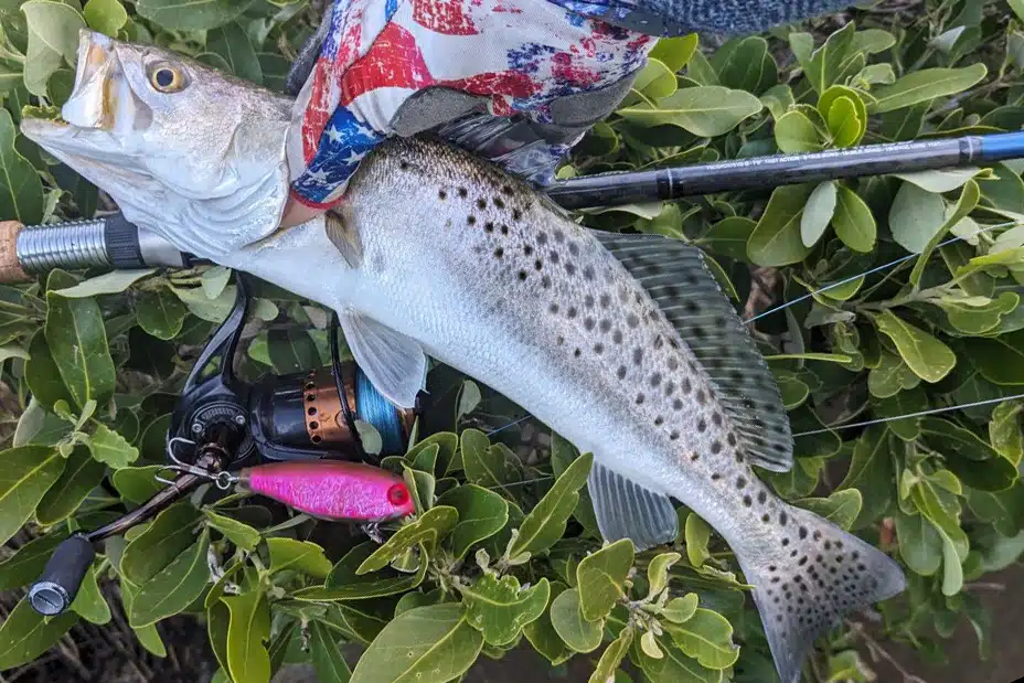 INSHORE-trout2