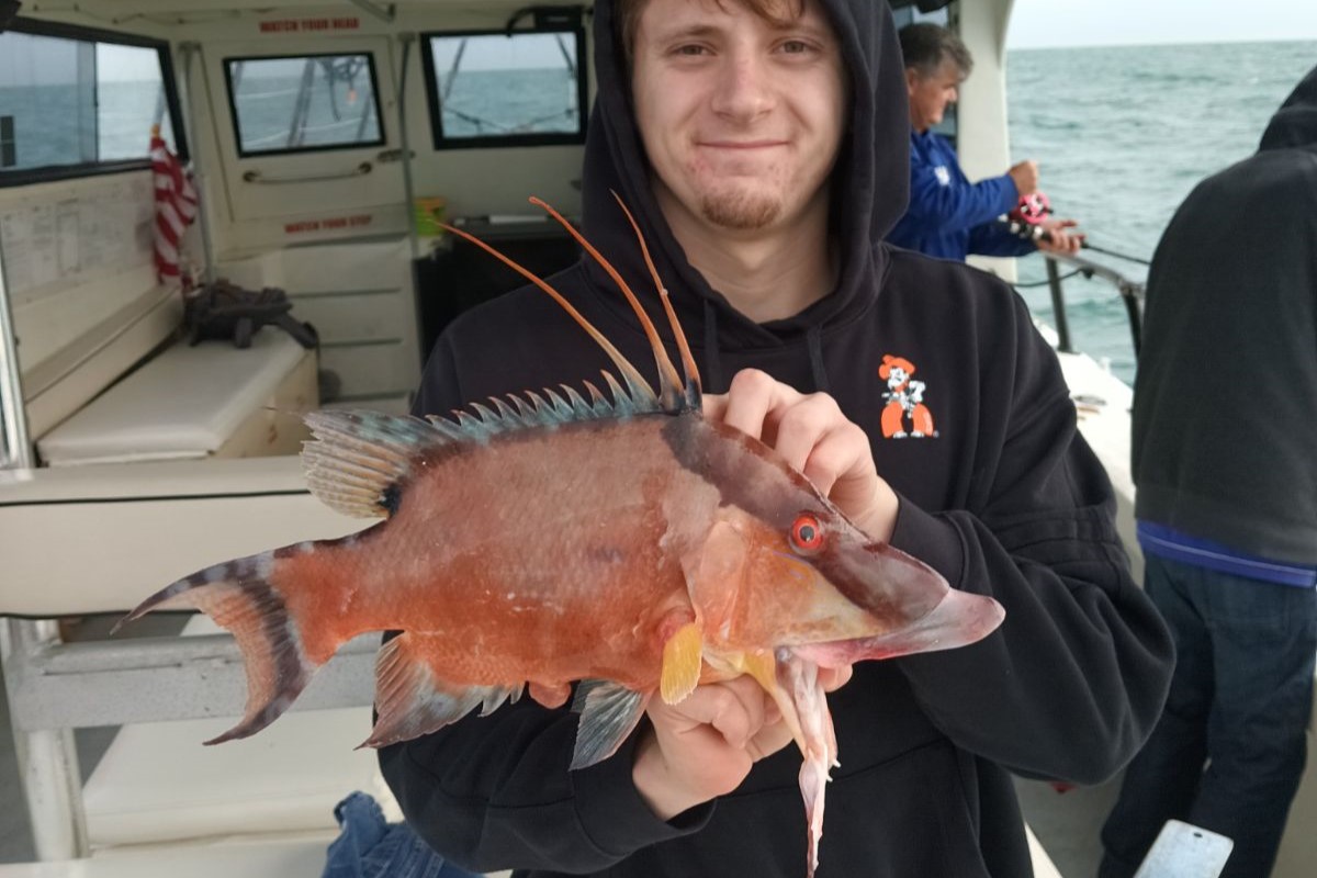 NEAR SHORE - hogfish (3)