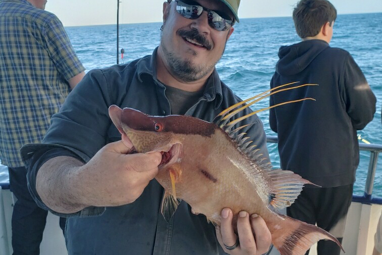 NEAR SHORE - hogfish (6)