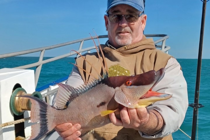 NEAR SHORE - hogfish (8)