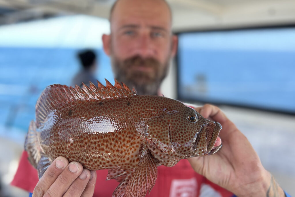 NEAR SHORE - strawberry grouper