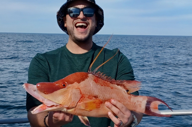 NEARSHORE-hogfish (4)