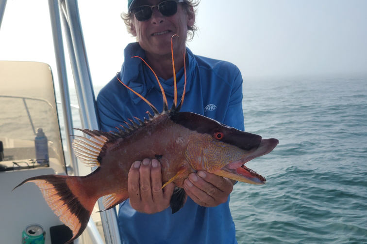 NEARSHORE-hogfish