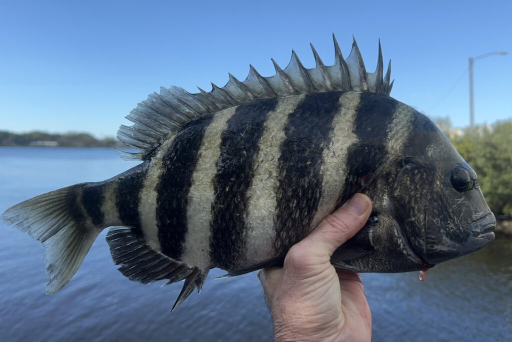 INSHORE-Sheepshead3