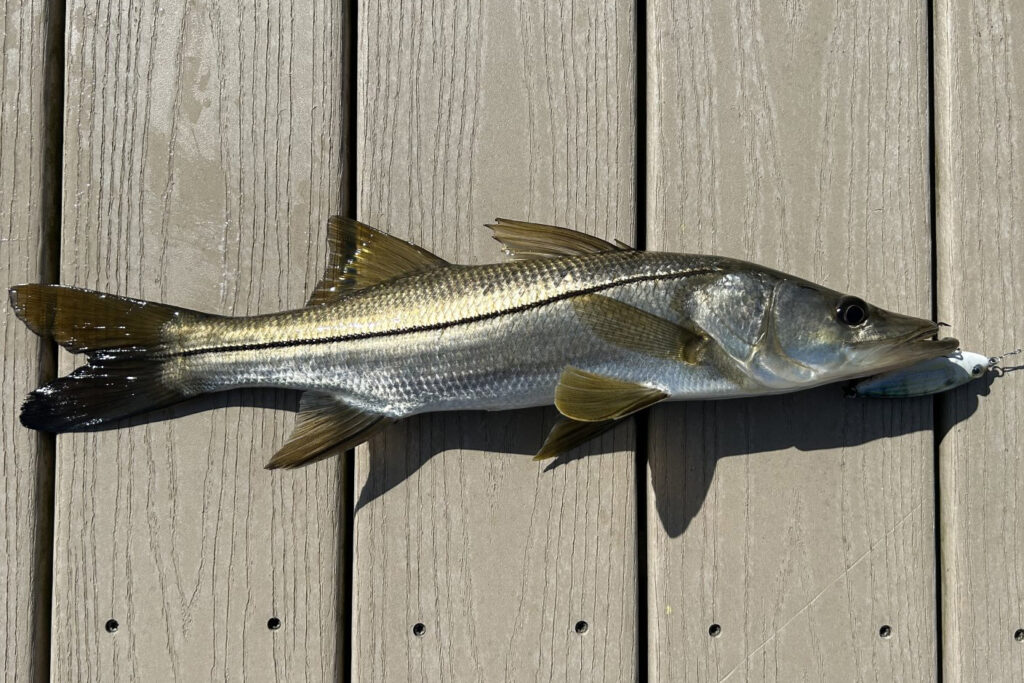 INSHORE-Snook