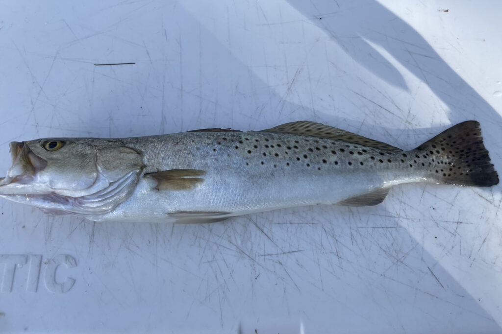 INSHORE-trout