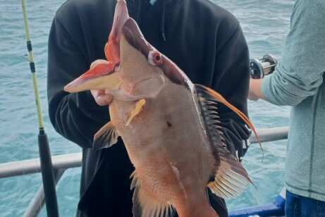 NEARHSORE-hogfish6