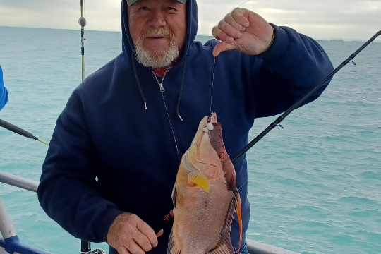 NEARSHORE-hogfish2