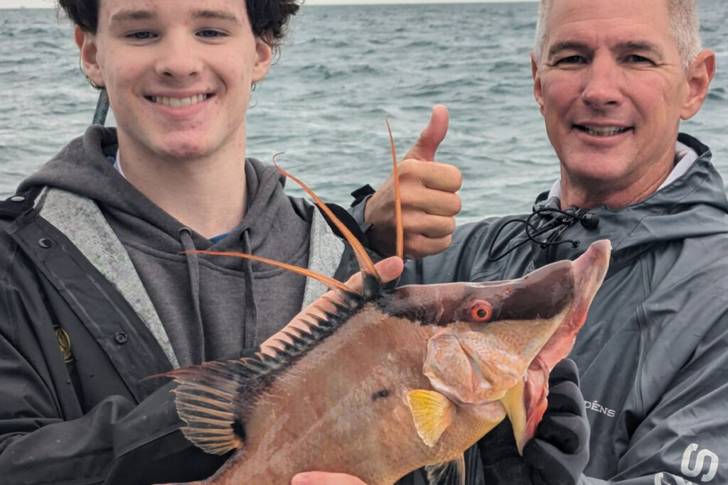 NEARSHORE-hogfish2