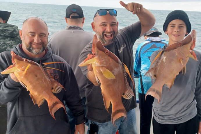 NEARSHORE-hogfish4