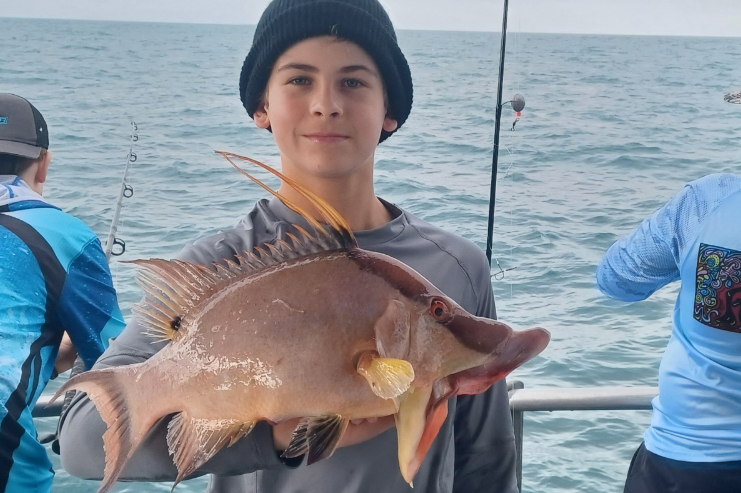 NEARSHORE-hogfish8