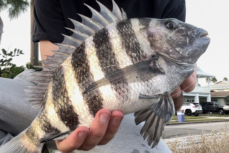 INSHORE - sheepshead (1)