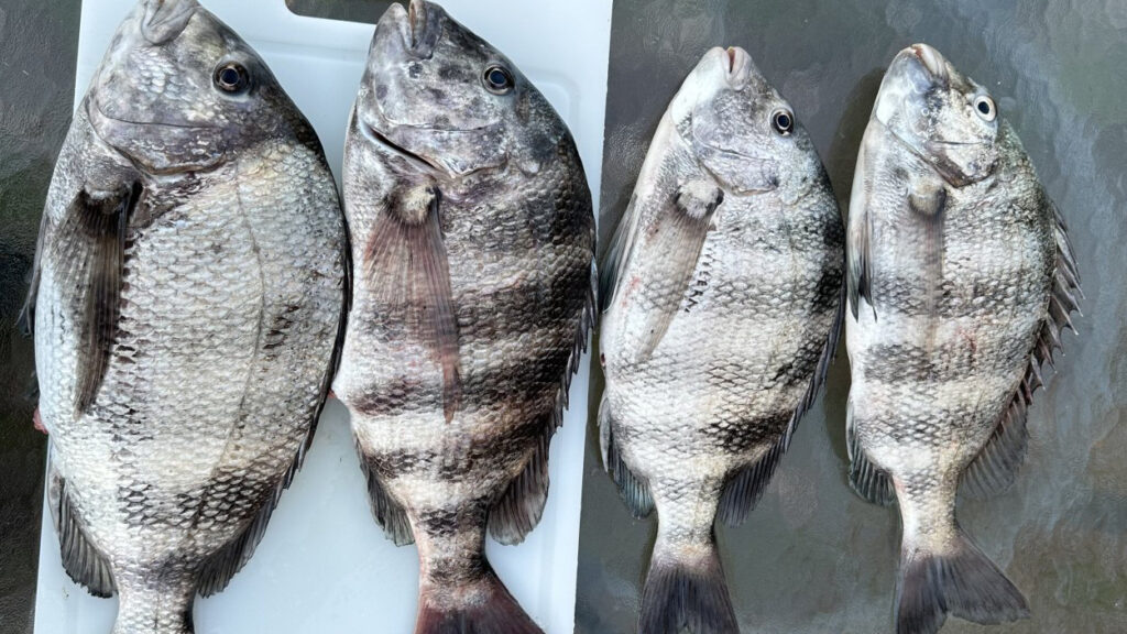 INSHORE - sheepshead (2)