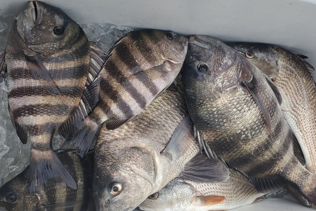 INSHORE - sheepshead (2)