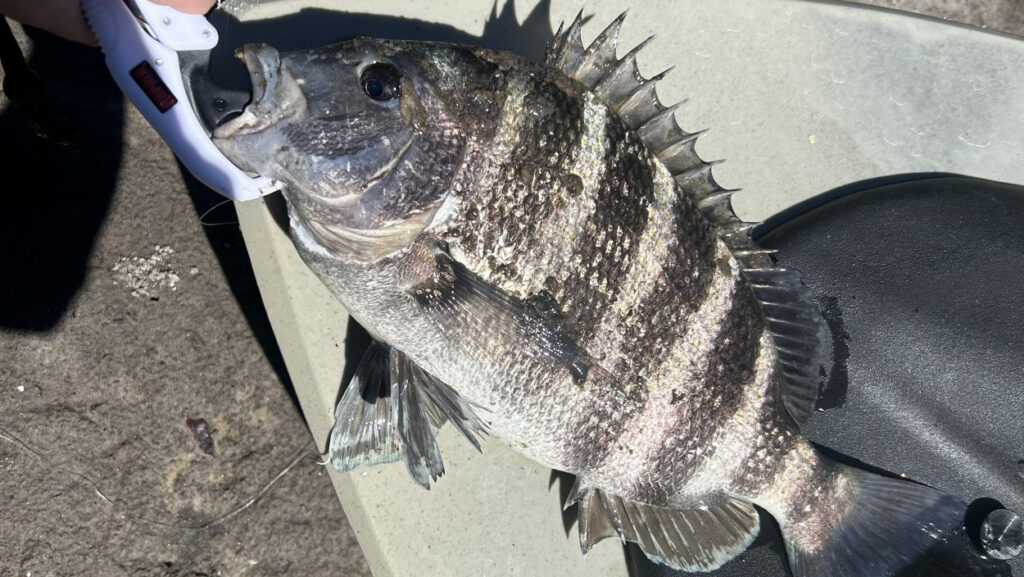 INSHORE - sheepshead (3)