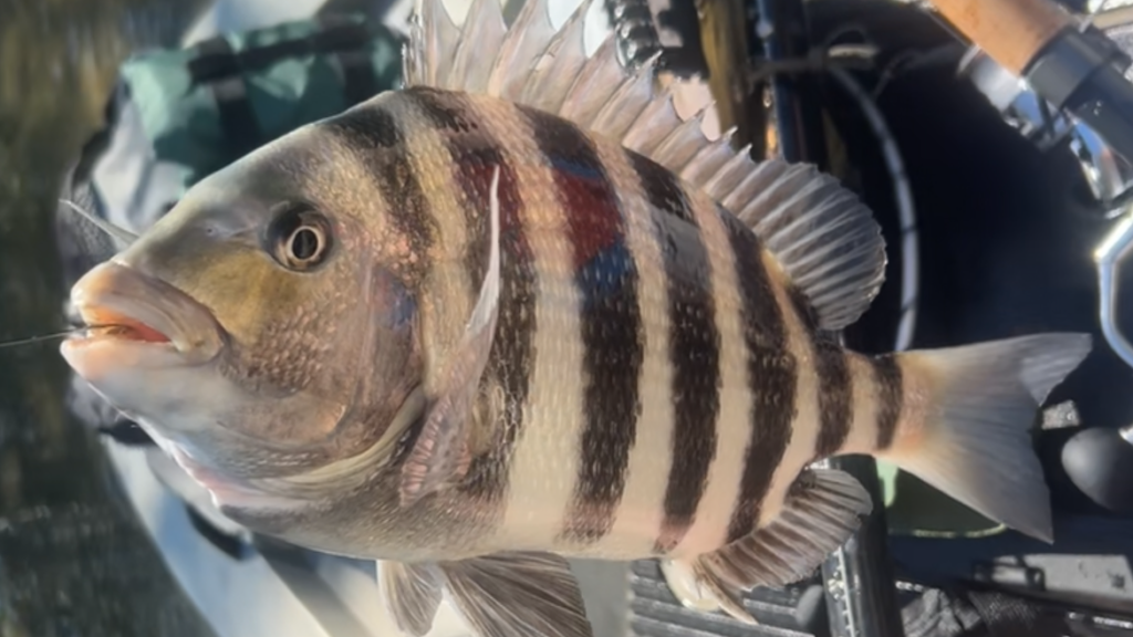 INSHORE - sheepshead (4)