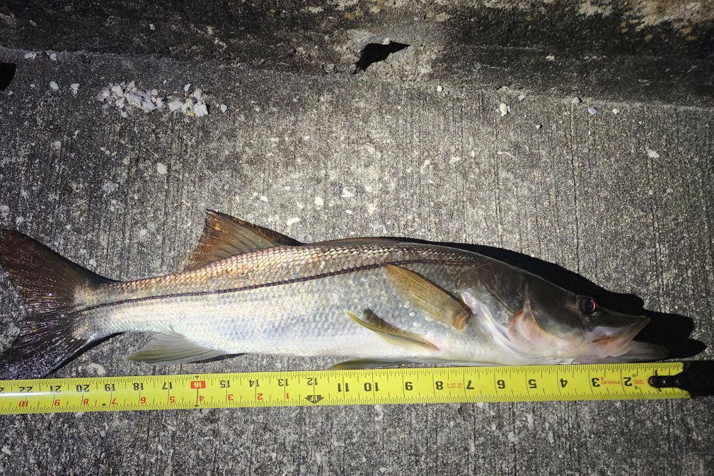 INSHORE - snook