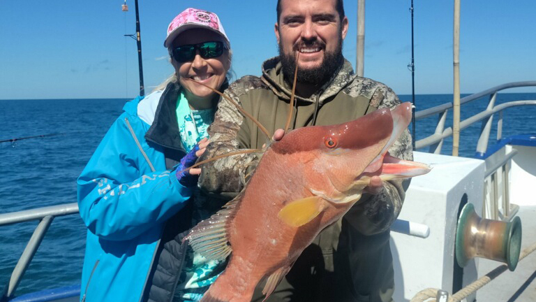 NEAR SHORE - hogfish (1)