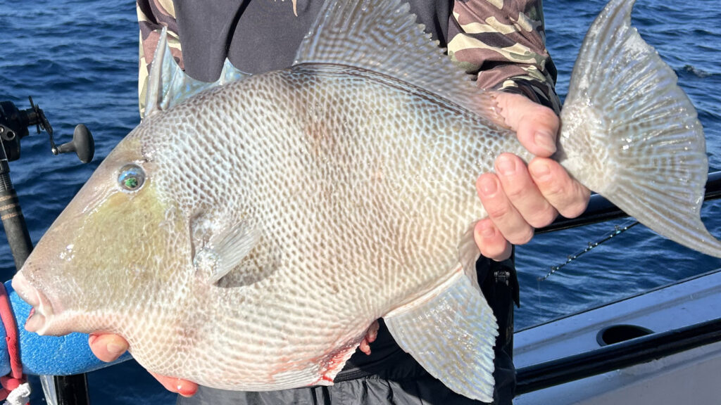 OFFSHORE - triggerfish