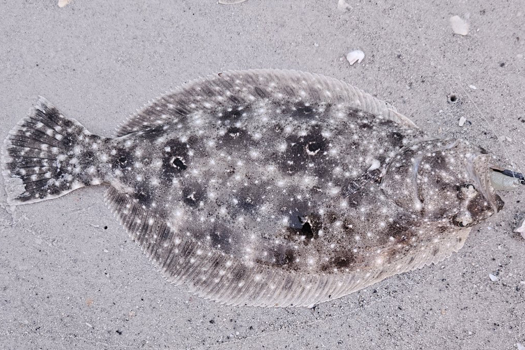 INSHORE-flounder