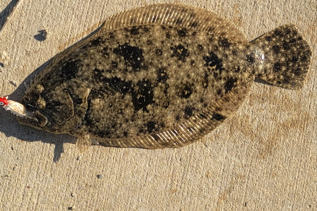 INSHORE-flounder