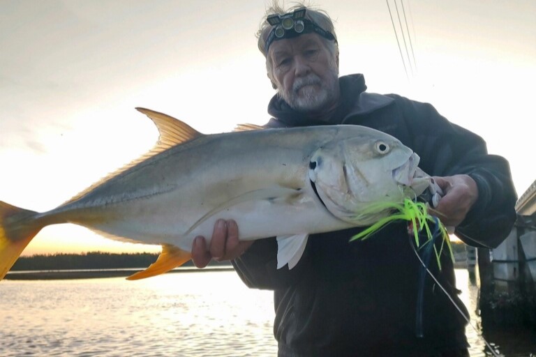 INSHORE - jack crevalle